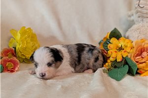 Daphne - Miniature Australian Shepherd for sale
