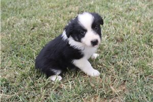 Freya - Miniature Australian Shepherd for sale