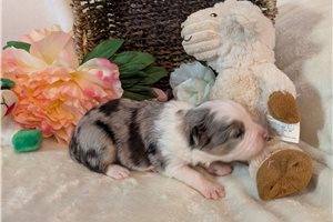 Daphne - puppy for sale