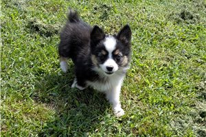 Daniel - Miniature Australian Shepherd for sale