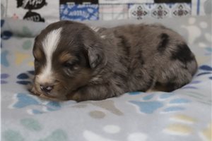 Daniel - Miniature Australian Shepherd for sale
