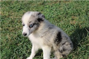 Flora - Miniature Australian Shepherd for sale