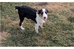 Dylan - Miniature Australian Shepherd for sale