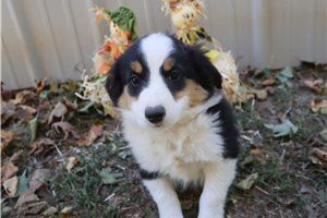 Gyro - puppy for sale