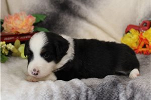 Henry - Miniature Australian Shepherd for sale