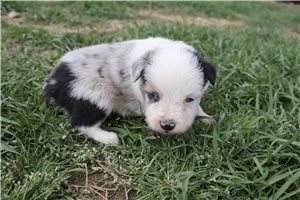 Elijah - Miniature Australian Shepherd for sale