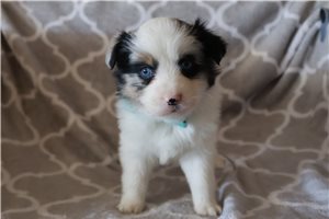 Bethann - puppy for sale