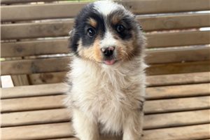 Dino - Miniature Australian Shepherd for sale