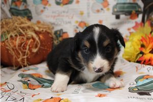Hickory - Miniature Australian Shepherd for sale