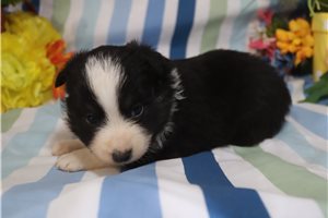 Farrah - Miniature Australian Shepherd for sale