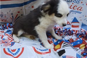 Eleanor - puppy for sale