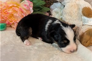 Daniel - Miniature Australian Shepherd for sale