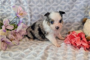 Daphne - Miniature Australian Shepherd for sale