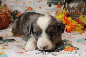 Hope - Miniature Australian Shepherd for sale