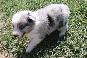 Flora - Miniature Australian Shepherd for sale