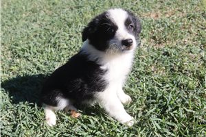 Freya - Miniature Australian Shepherd for sale