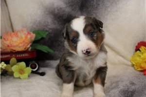Hope - Miniature Australian Shepherd for sale