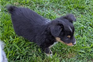 Delilah - Miniature Australian Shepherd for sale