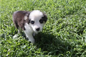 Eleanor - Miniature Australian Shepherd for sale