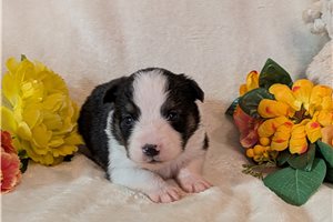 Dylan - Miniature Australian Shepherd for sale