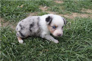 Evelyn - Miniature Australian Shepherd for sale
