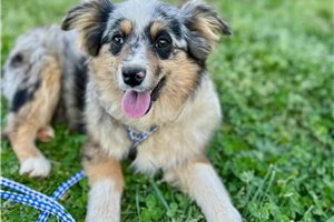 Teton - puppy for sale