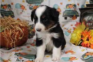 Huck - Miniature Australian Shepherd for sale