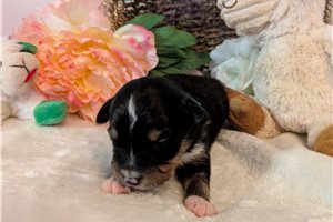 Delilah - puppy for sale