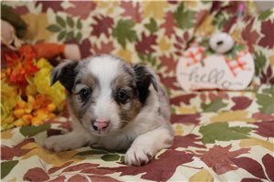 Harlow - Miniature Australian Shepherd for sale