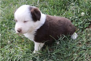 Danny - puppy for sale