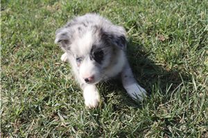 Fiona - Miniature Australian Shepherd for sale