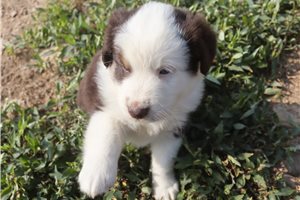 Danny - Miniature Australian Shepherd for sale
