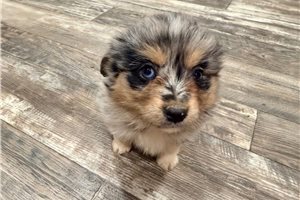 Della - puppy for sale