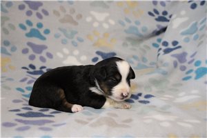 Helena - puppy for sale