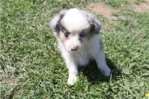 Ezra - Miniature Australian Shepherd for sale