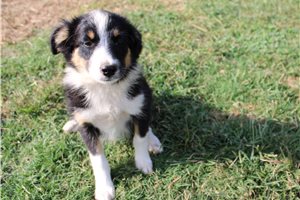 Felix - Miniature Australian Shepherd for sale