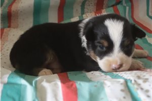 Benson - puppy for sale