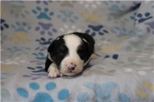 Henry - Miniature Australian Shepherd for sale
