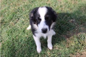 Freya - Miniature Australian Shepherd for sale