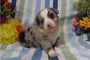 Fiona - puppy for sale