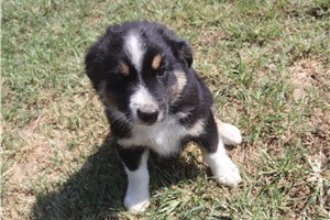 Dane - Miniature Australian Shepherd for sale
