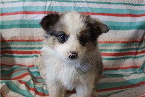 Tenley - puppy for sale