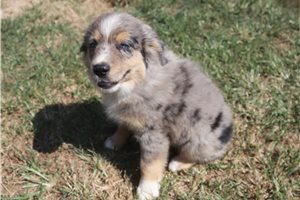 Daniel - Miniature Australian Shepherd for sale
