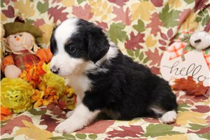 Henry - Miniature Australian Shepherd for sale