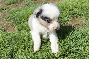 Ezra - Miniature Australian Shepherd for sale