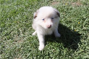 Emma - Miniature Australian Shepherd for sale