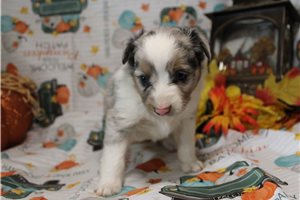 Harlow - Miniature Australian Shepherd for sale