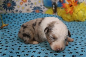 Evelyn - Miniature Australian Shepherd for sale