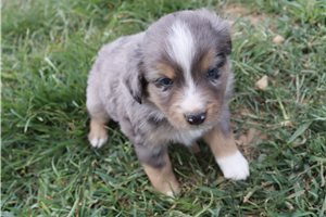 Daniel - Miniature Australian Shepherd for sale