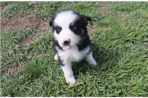Eleanor - Miniature Australian Shepherd for sale